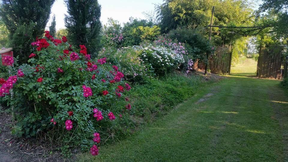 Bordeghina B&B In Farmhouse Pontecchio Polesine Luaran gambar